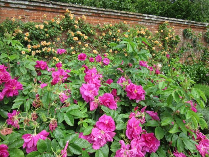 pink flowers blooming in the garden next to a brick wall