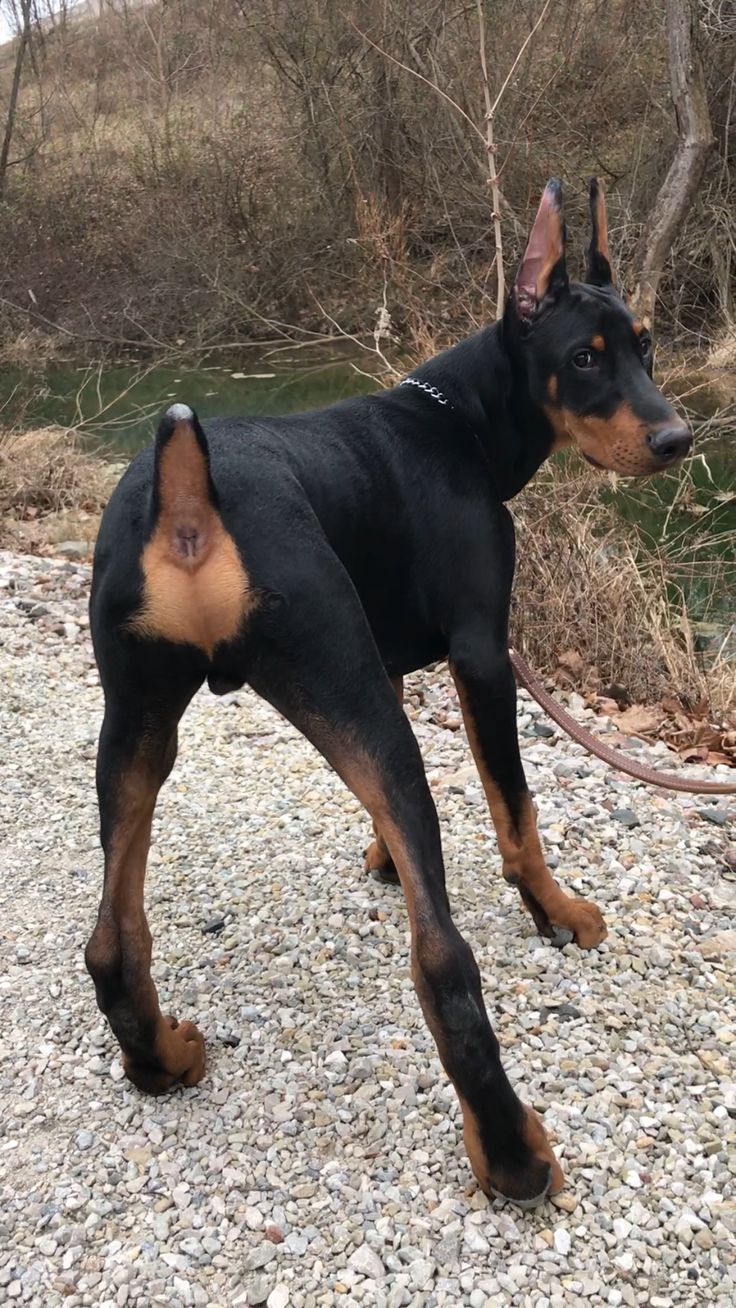 a black and brown dog standing on top of a gravel covered ground next to trees