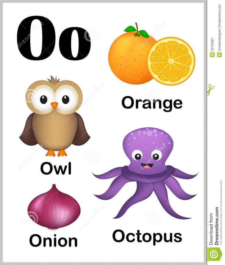 an image of different types of animals and their names on a white background with oranges