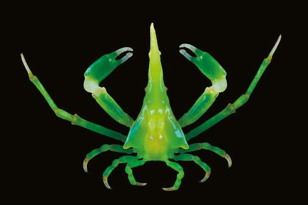 a green crab on a black background with its legs spread out to show the claws