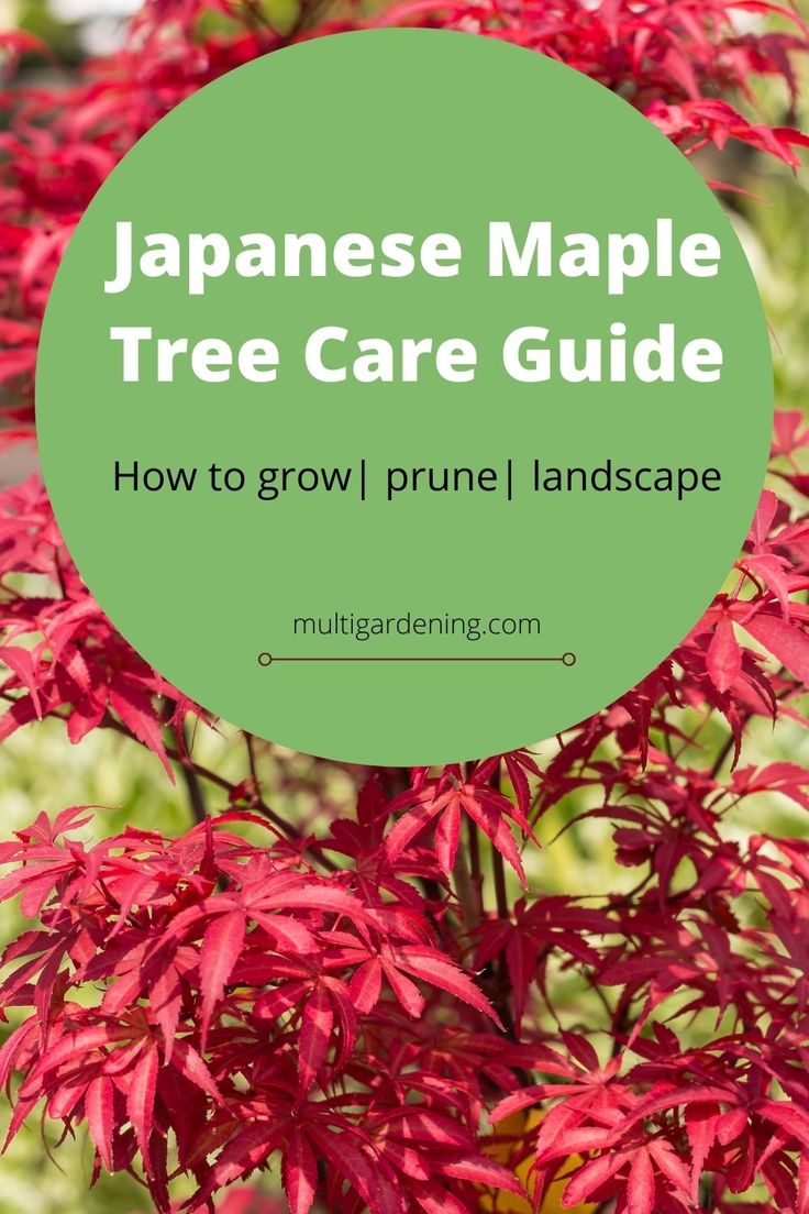 japanese maple tree care guide with text overlay