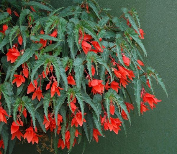 red flowers growing on the side of a green wall