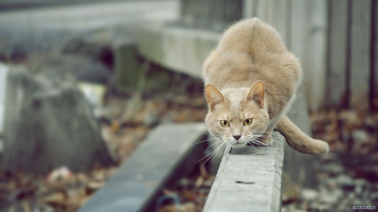 a cat is standing on the edge of a bench