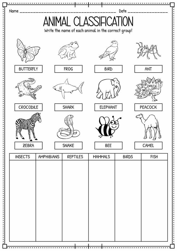 an animal class worksheet