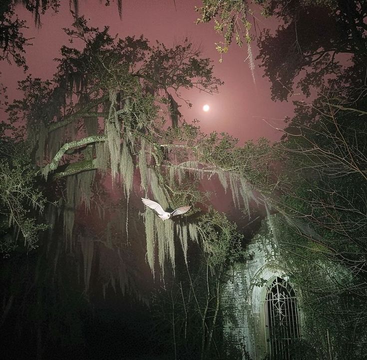 a foggy night in the woods with a bird flying by