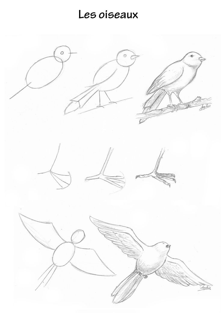 four different birds are shown in this drawing book, with the words les oiseaux written