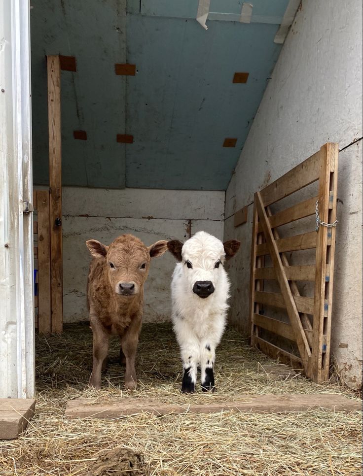 Highland cows, highpark, mini cows Miniature Highland Cow, Mini Cow Barn, Miniature Highland Cattle, Miniture Cows, Mini Cattle, Cattle Housing, Granola Life, Mini Highland Cow, Montgomery Homes