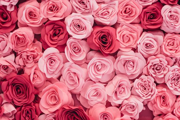 a bunch of pink roses sitting in a box