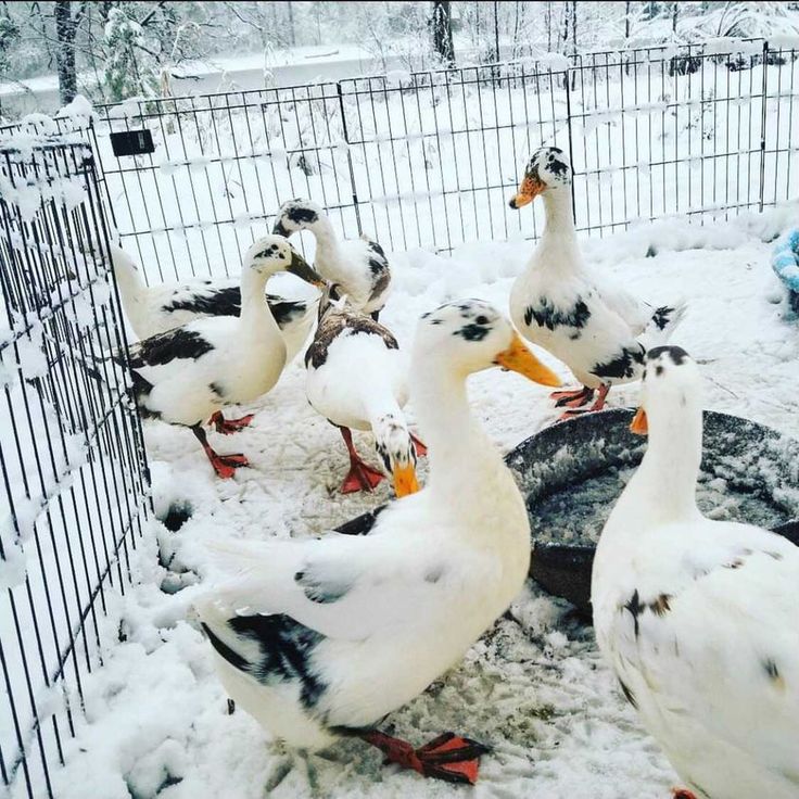 several ducks standing around in the snow