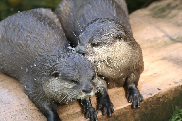 two wet otters are sitting on a ledge