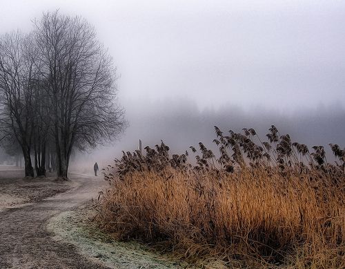 a man walking down a dirt road next to tall grass on a foggy day