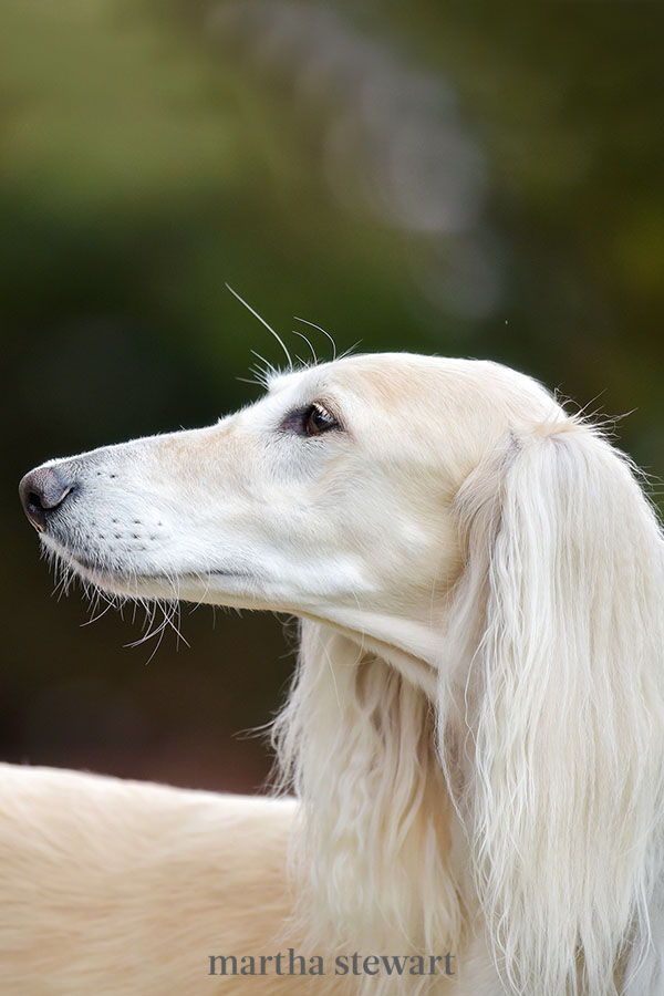 a white dog with long hair looking off to the side in front of some trees