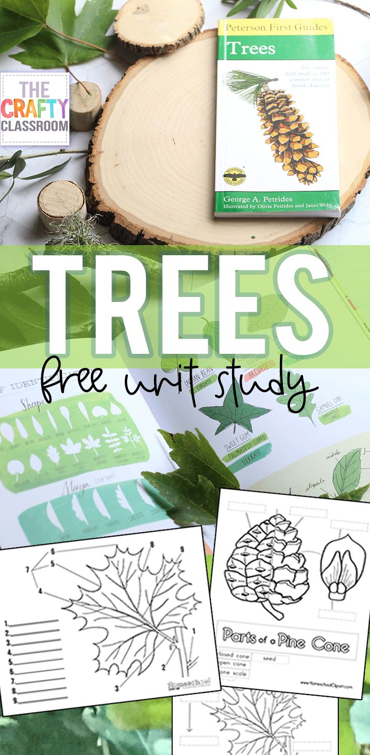 trees and leaves are shown with the words tree study on it, including an image of a