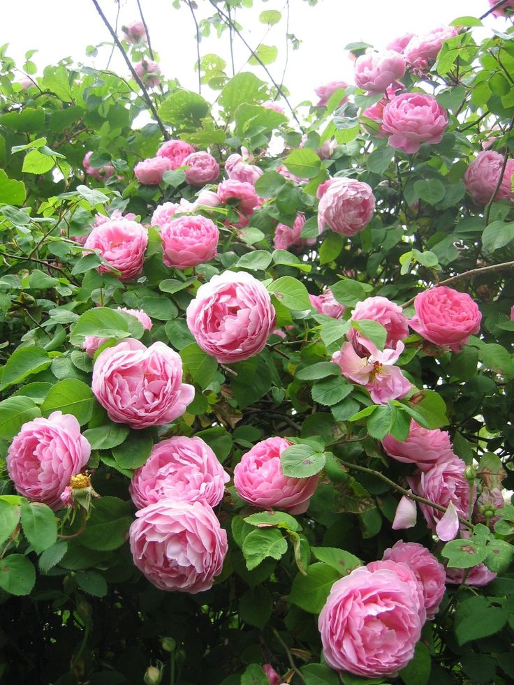 pink roses are blooming on the branches of some trees in an open area with lots of green leaves