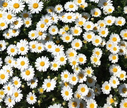 many white and yellow daisies are growing together