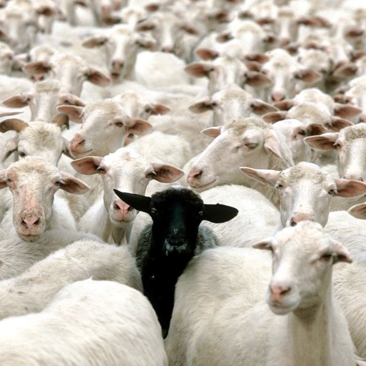 a herd of sheep standing next to each other