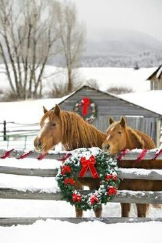 two horses standing next to each other in the snow with christmas wreaths on them