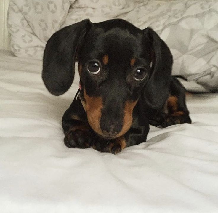 a small black and brown dog laying on top of a bed