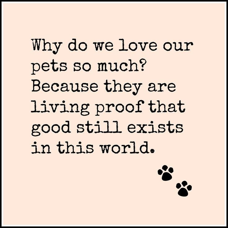 a black and white photo with the words why do we love our pets so much? because they are living proof that good still exists in this world