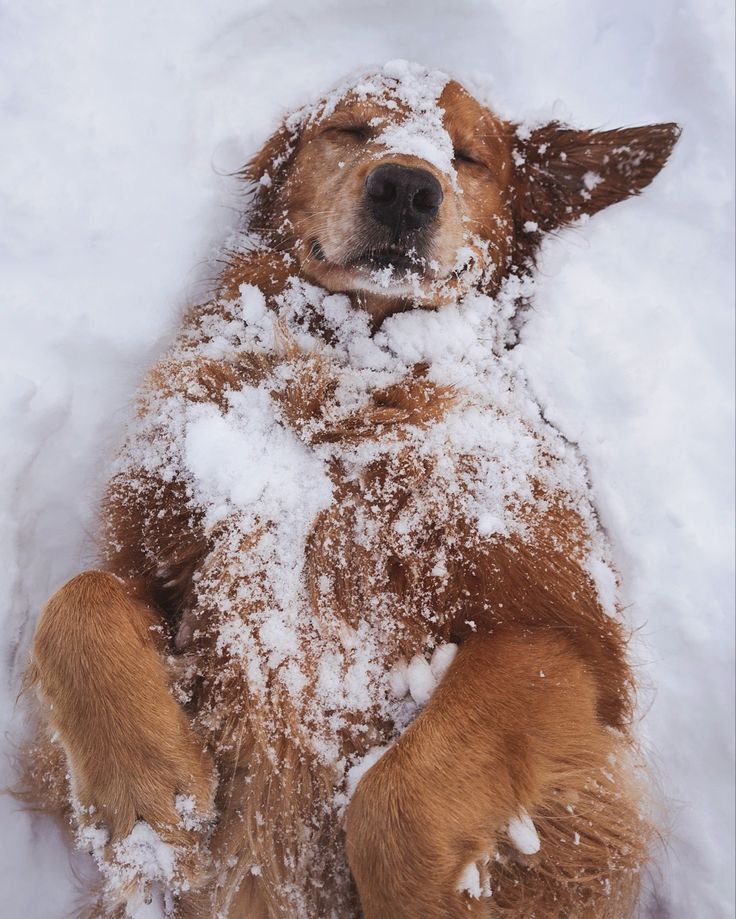 a dog is laying in the snow with its head on it's back and eyes closed