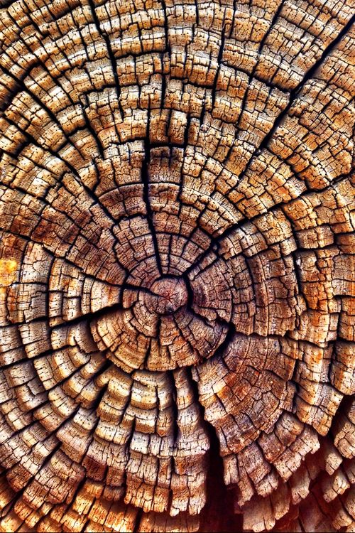 the wood is cut in half and ready to be used as decoration or wall hangings