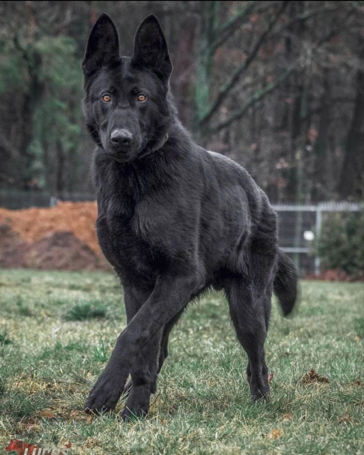 a large black dog standing on top of a lush green field with trees in the background