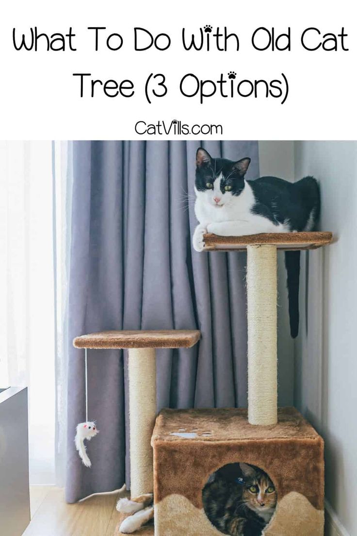 two cats sitting on top of a cat tree with text overlay that says, what to do with old cat tree 3 options