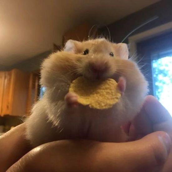 a person holding a hamster in their hand with a piece of food in it's mouth