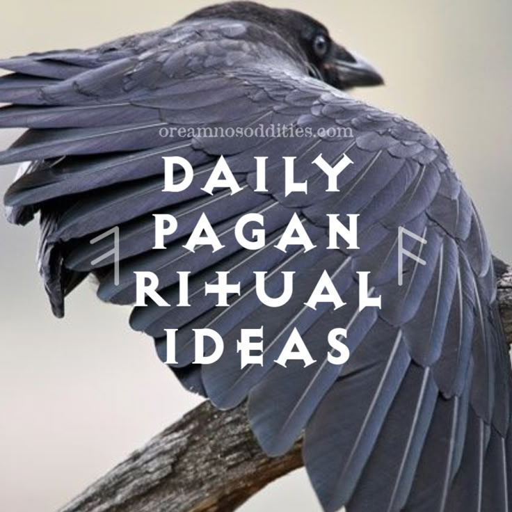 a black bird sitting on top of a tree branch with the words daily pagan ritual ideas