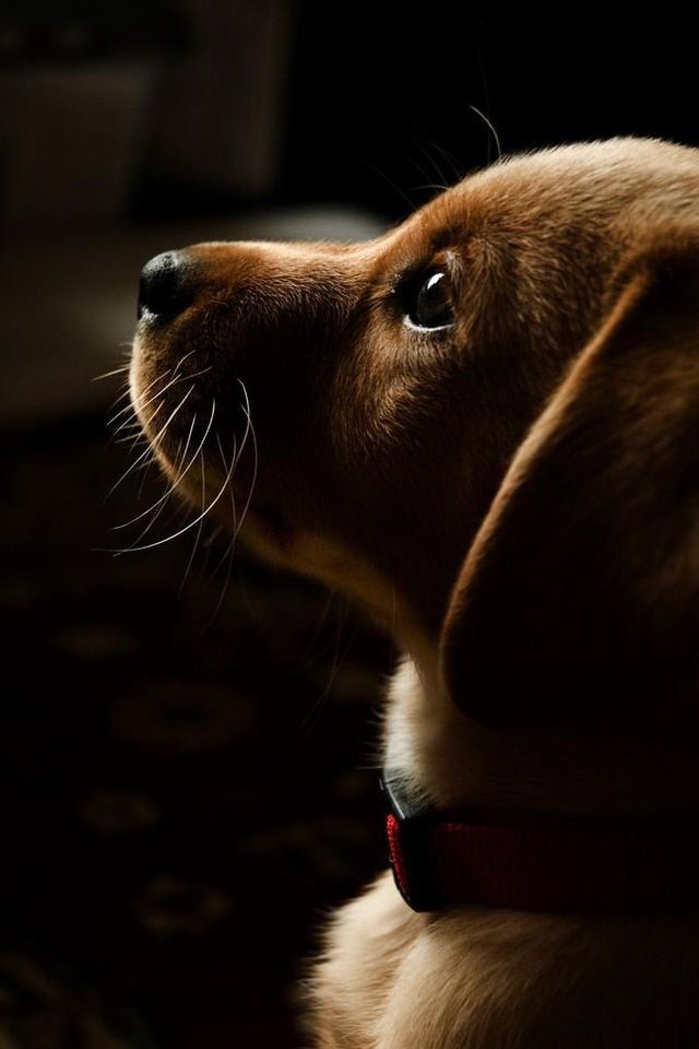 a close up of a dog's face in the dark