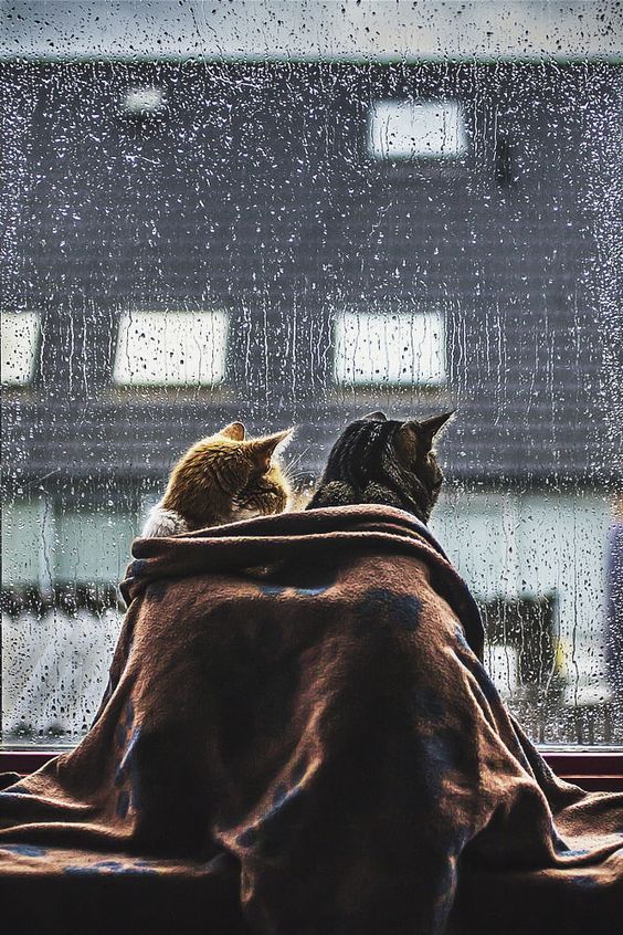 two cats sitting on the back of a couch under a rain soaked window with words happy friday