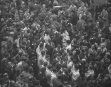 black and white photograph of trees in the woods with snow on them, taken from above