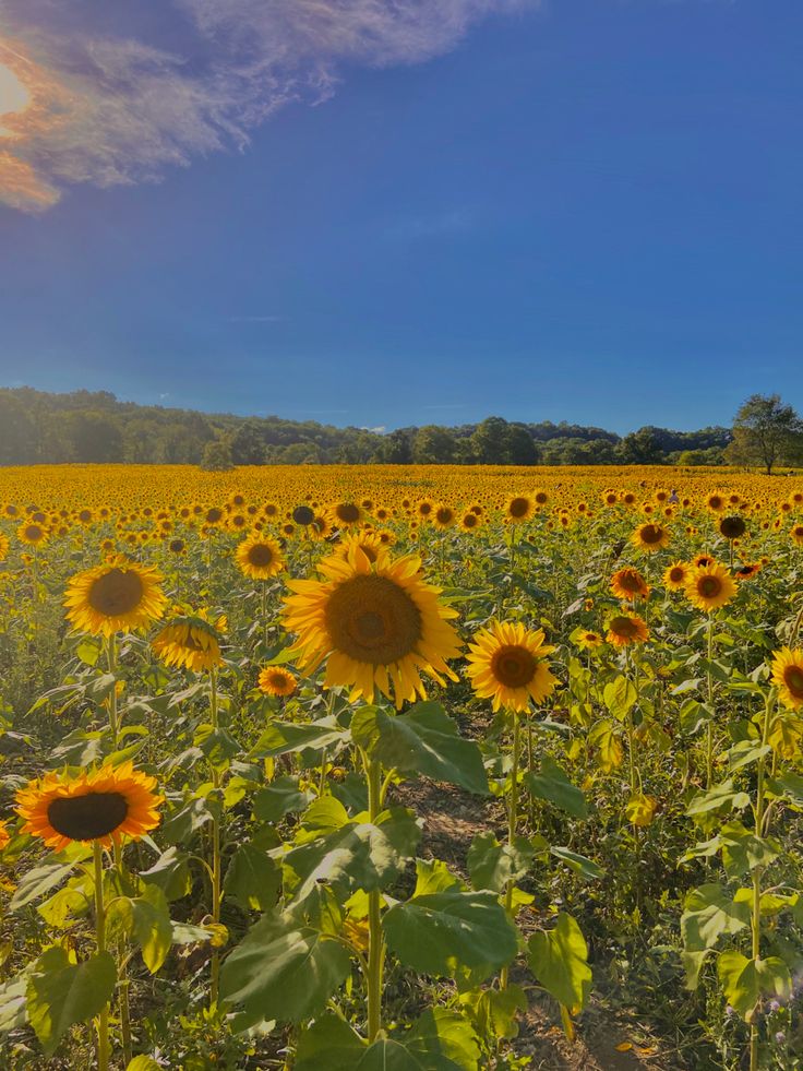 sunflowers are blooming in the field on a sunny day