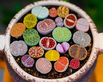 a pot filled with lots of different colored candies