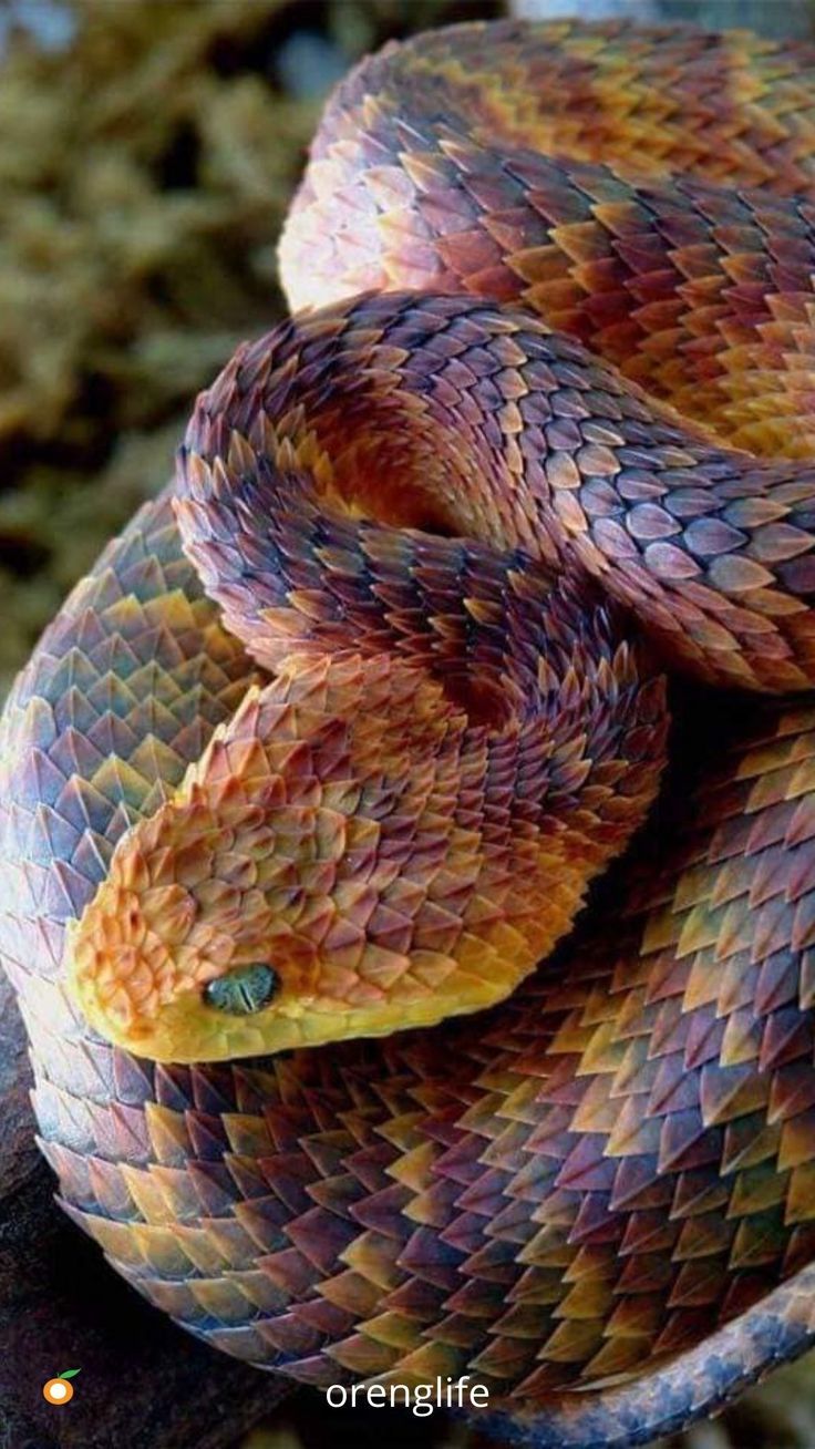 a close up of a snake on a branch