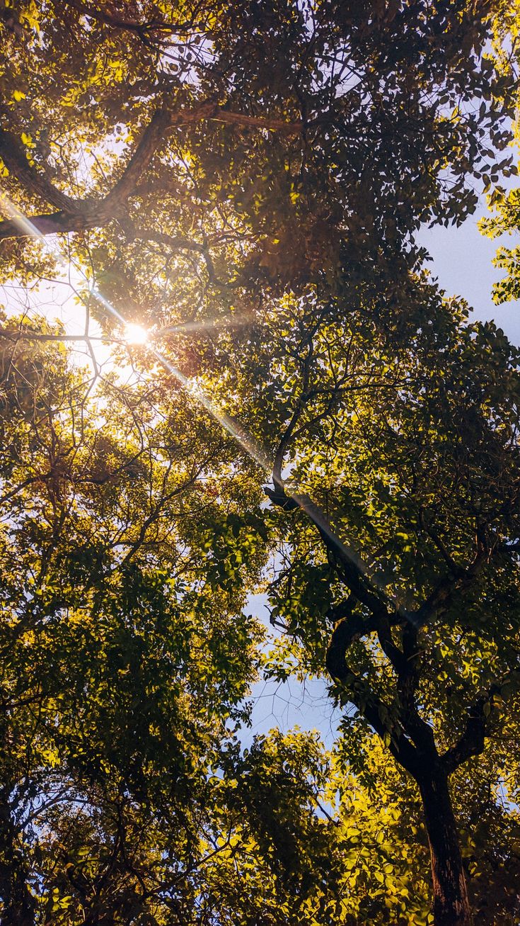 the sun shines through the leaves of trees