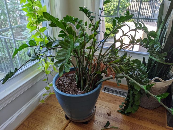 two potted plants sitting on top of a wooden table in front of a window