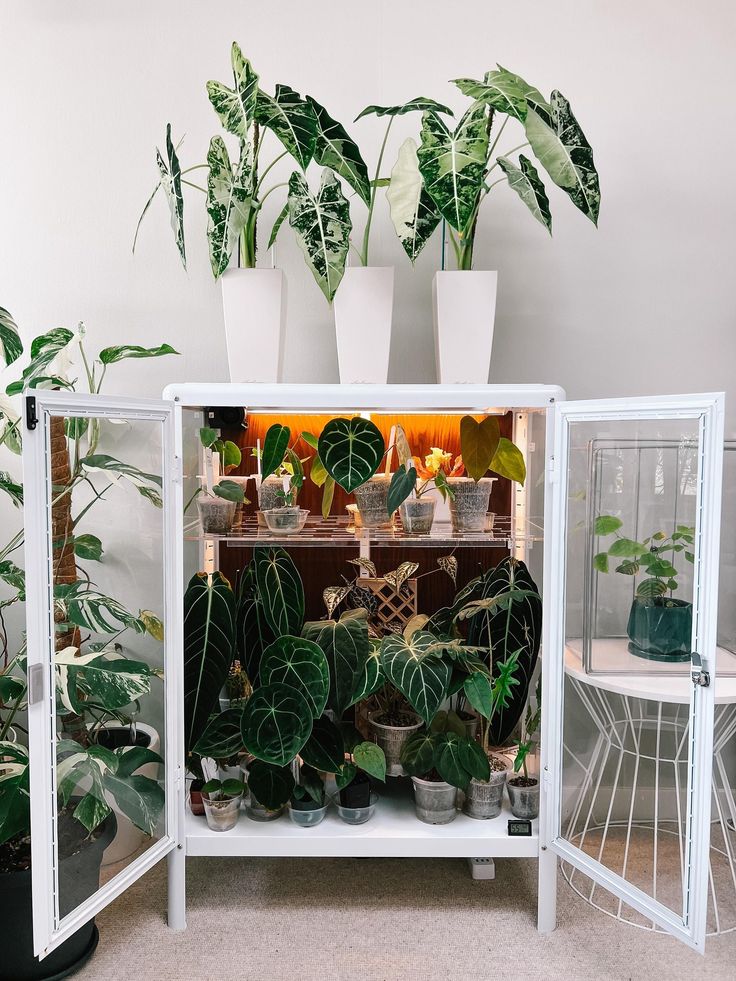 several houseplants are growing inside an open cabinet