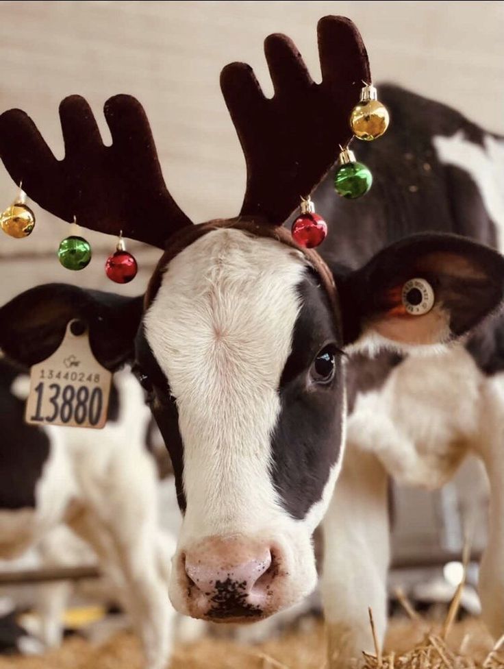 two cows with christmas decorations on their heads