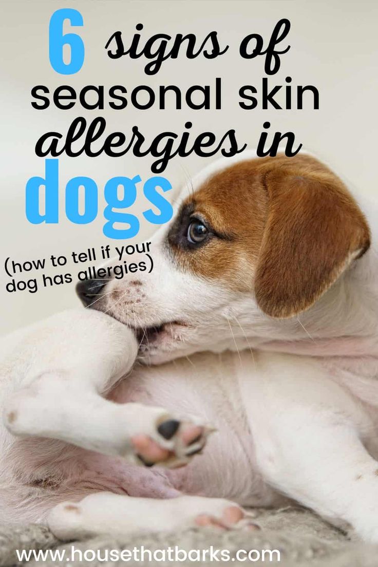 a brown and white dog laying on top of a bed with the words, 6 signs of seasonal skin allergies in dogs