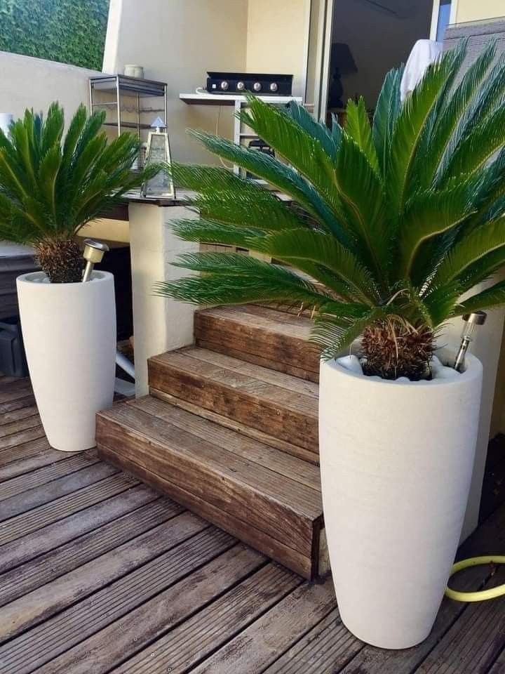 two large potted plants sitting on top of a wooden floor next to steps and stairs