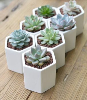 several small white pots with succulents in them on a wooden table top