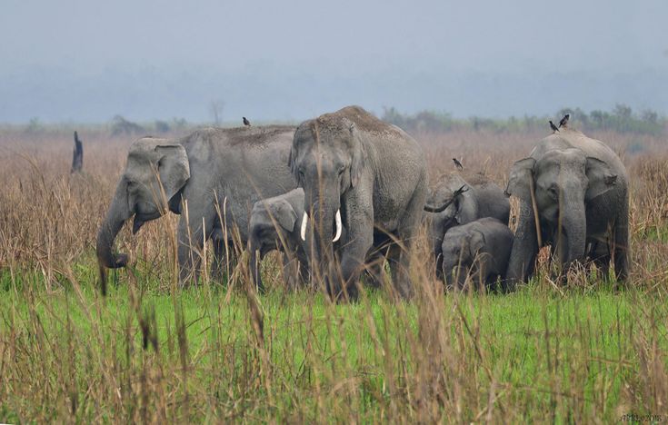 a herd of elephants walking across a lush green field