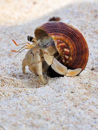 a crab crawling in the sand next to a shell