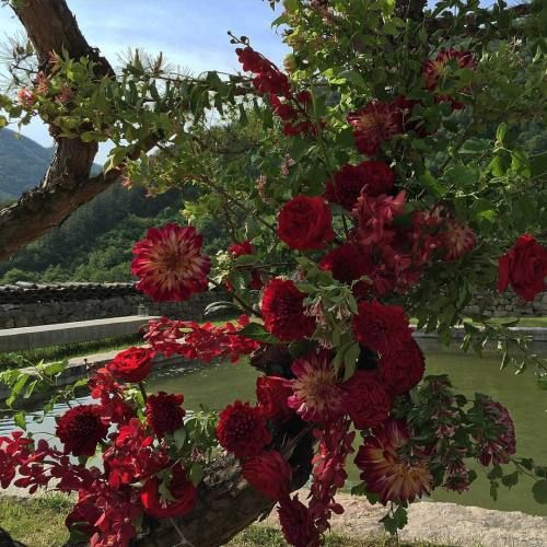 red flowers growing on the branches of a tree in front of a lake and mountains