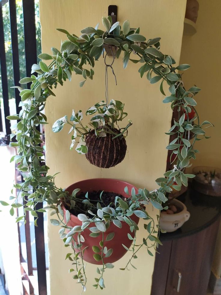 two hanging planters with plants in them on the side of a wall next to a door