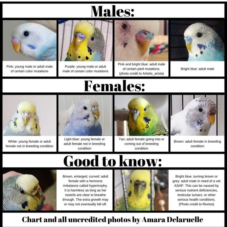 several different types of parakeets are shown in this poster with captioning