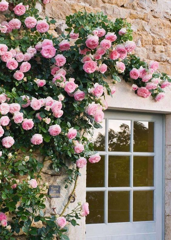 pink roses growing on the side of a stone building