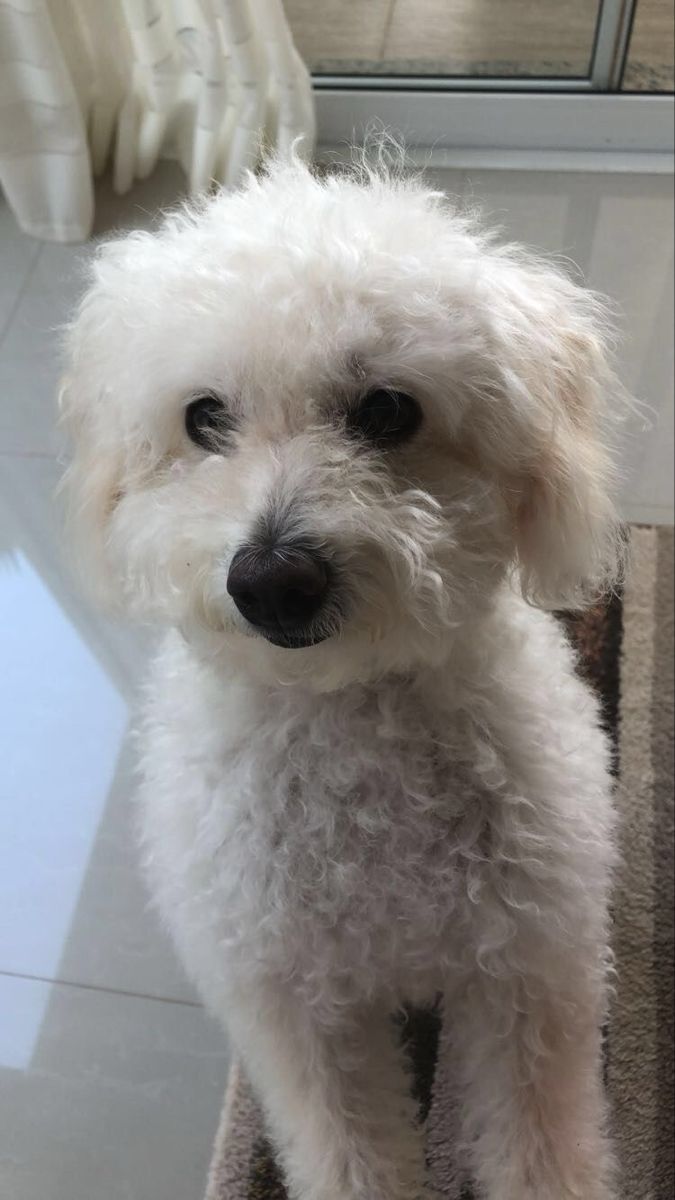 a small white dog sitting on top of a rug