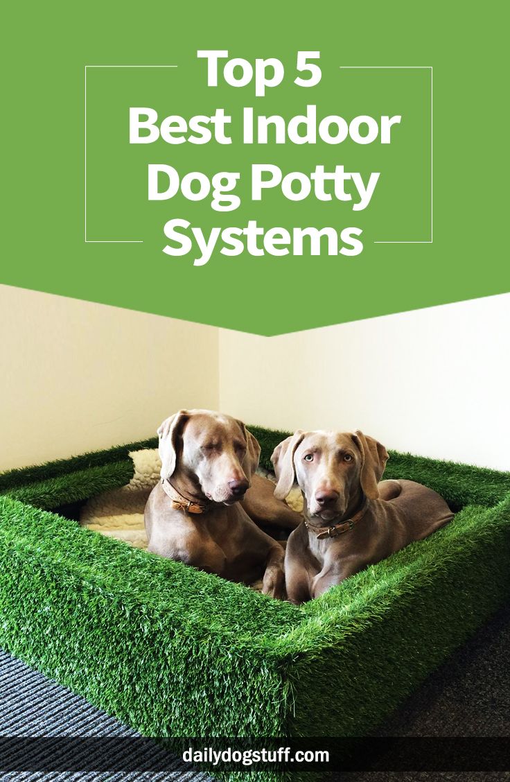 two dogs sitting in a dog potty with the title top 5 best indoor dog potty systems